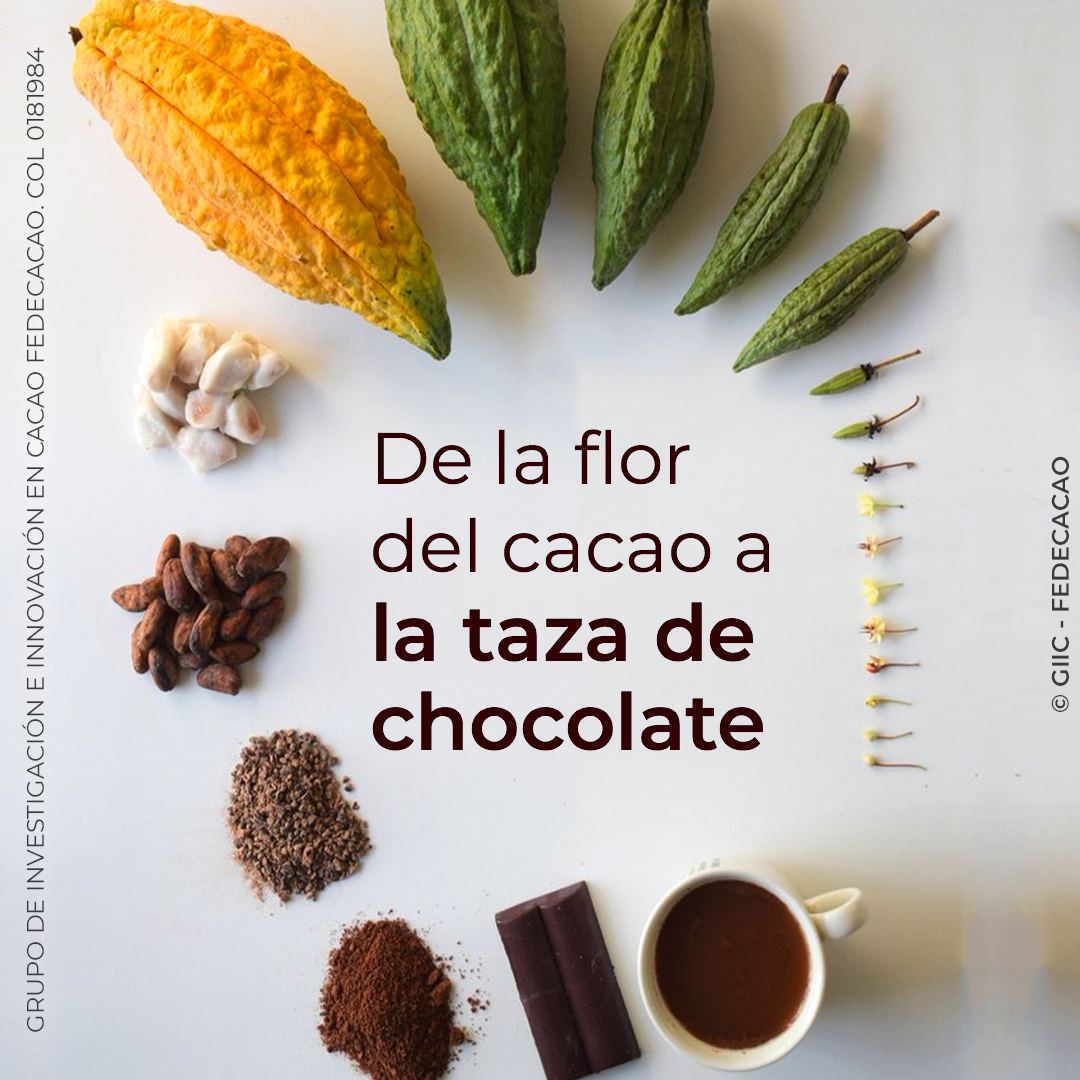 Nuestros pensamientos sobre el artículo “De la flor del cacao a la taza de  chocolate” - Color Cacao