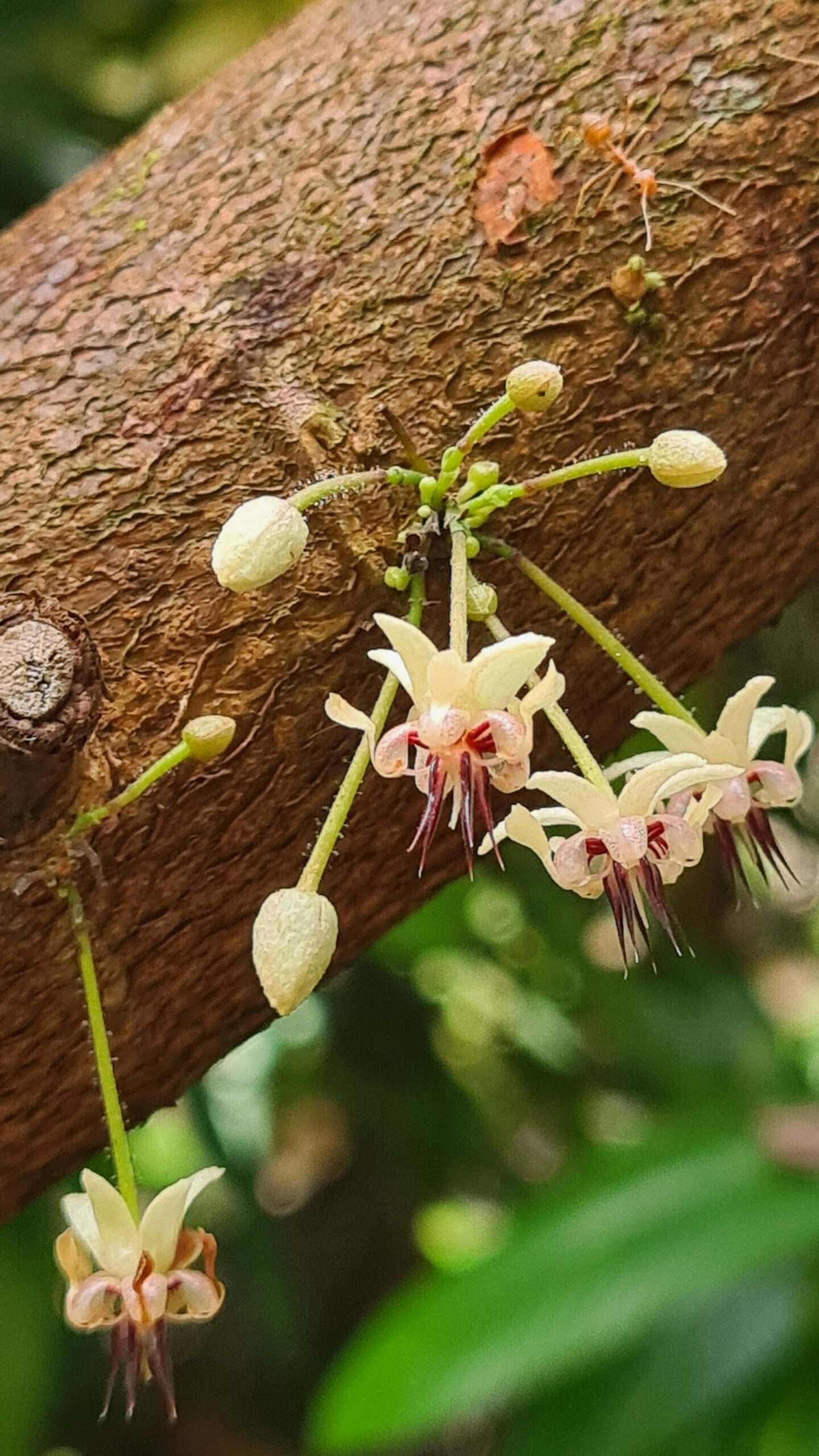 cacao