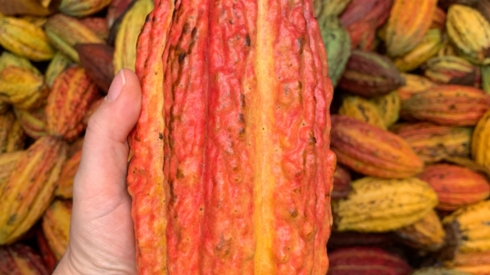 cacao colombiano