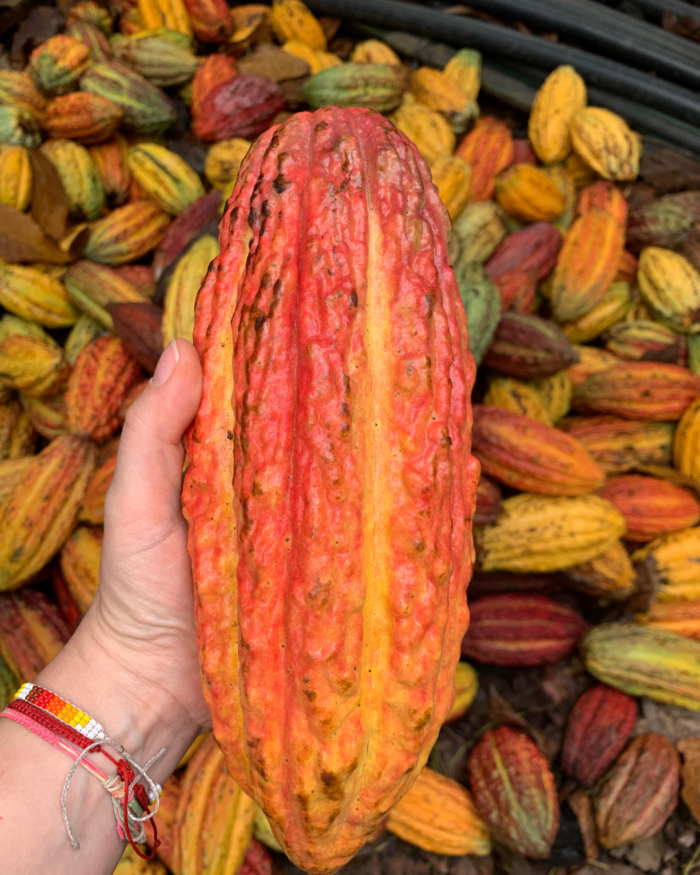 cacao colombiano