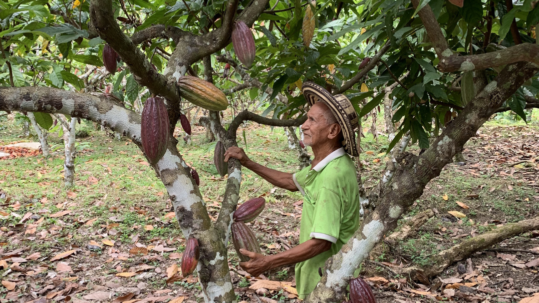cacao organico