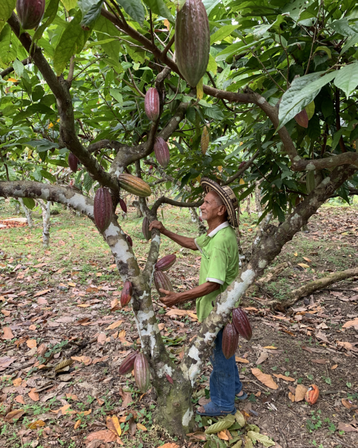 cacao organico
