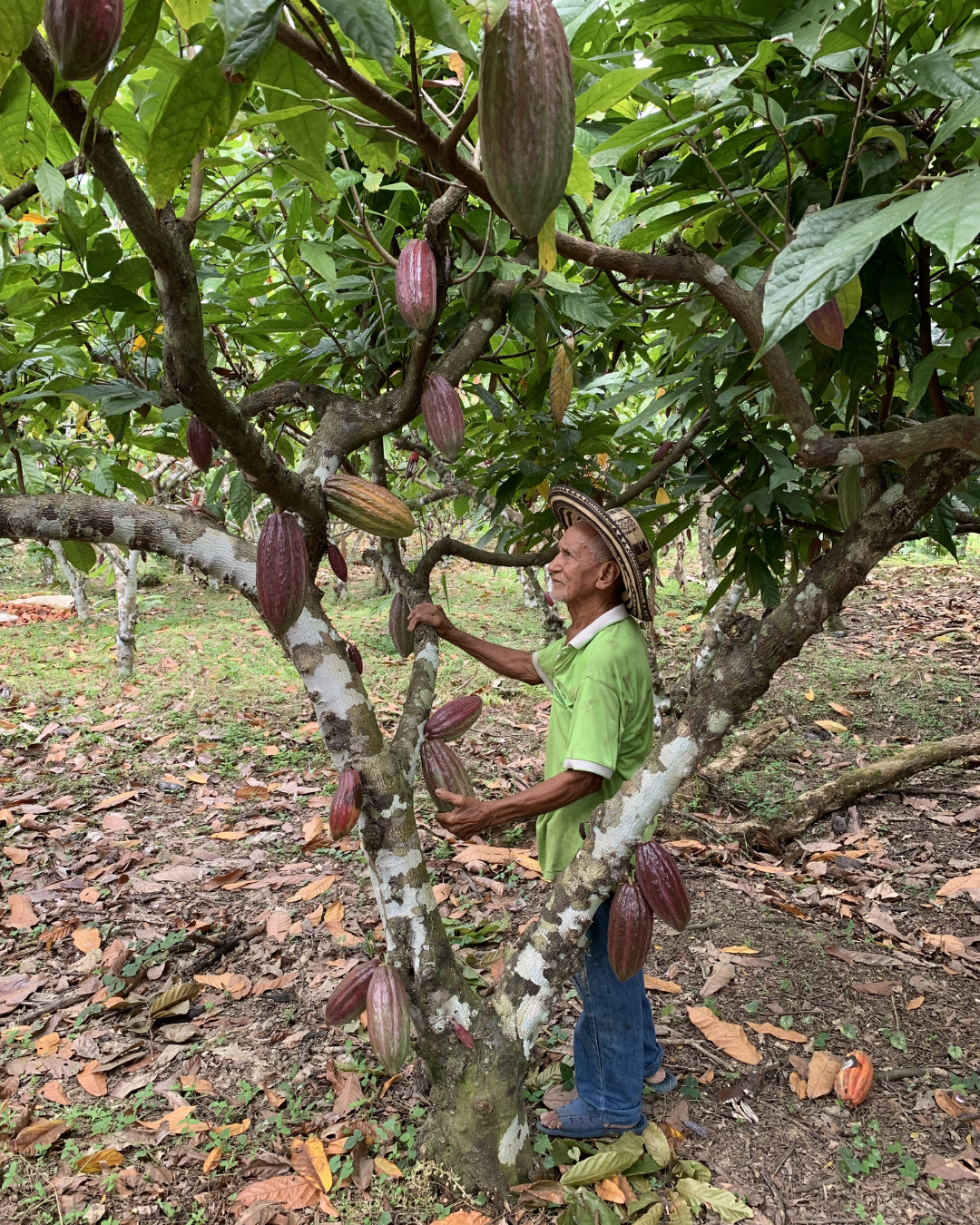 cacao organico