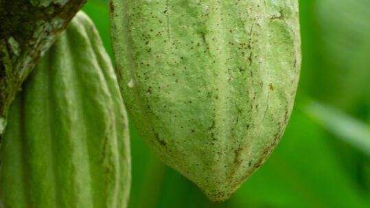 CACAO OF EXCELLENCE