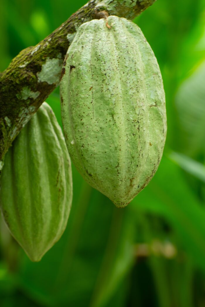 CACAO OF EXCELLENCE
